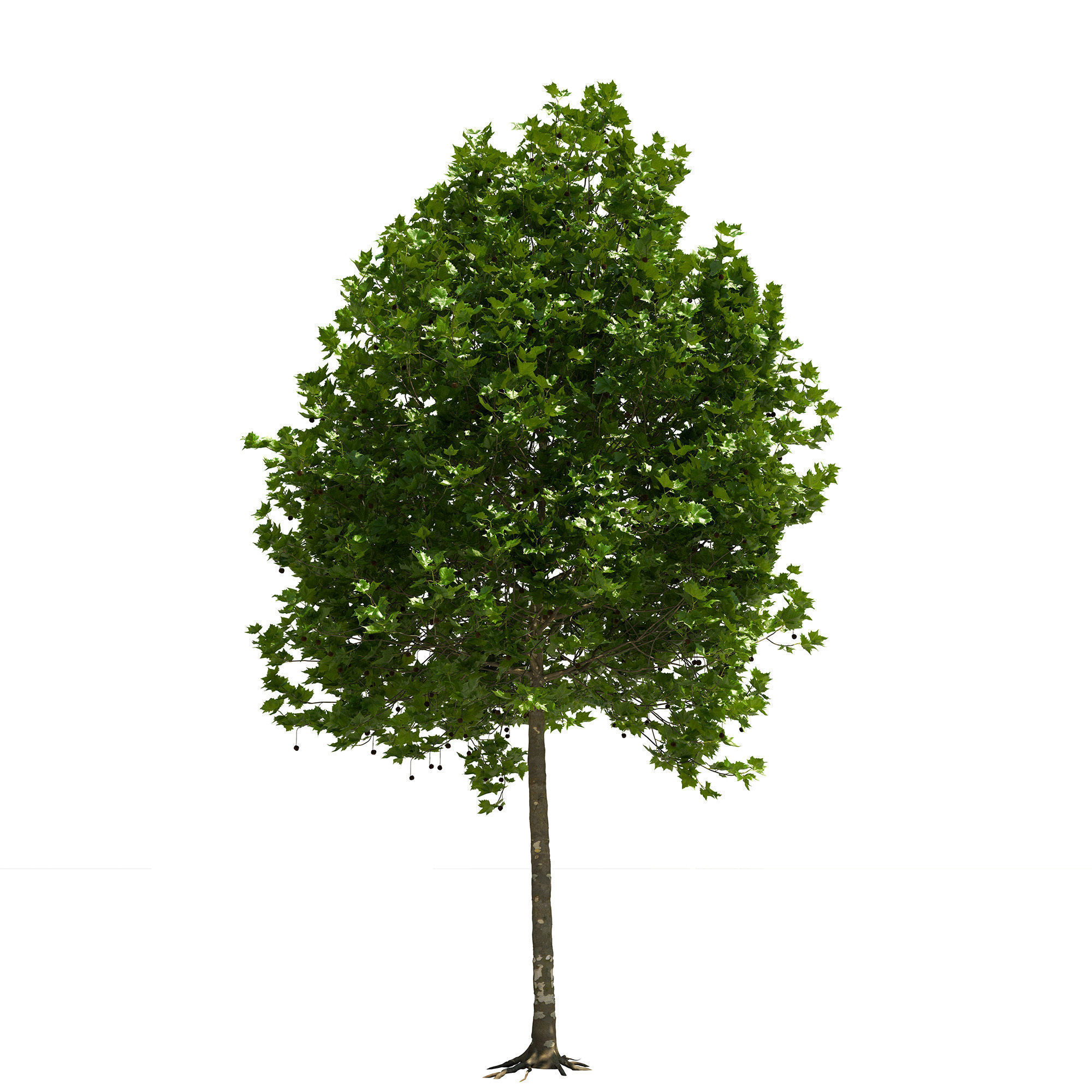 Platanus x hispanica 201SU V2 3D model_3