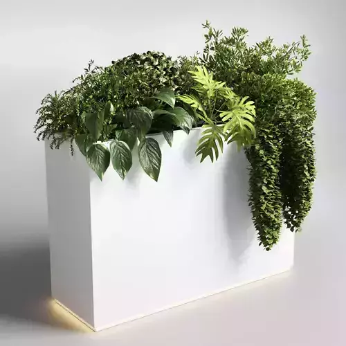 Indoor plant 29 in white bax pot