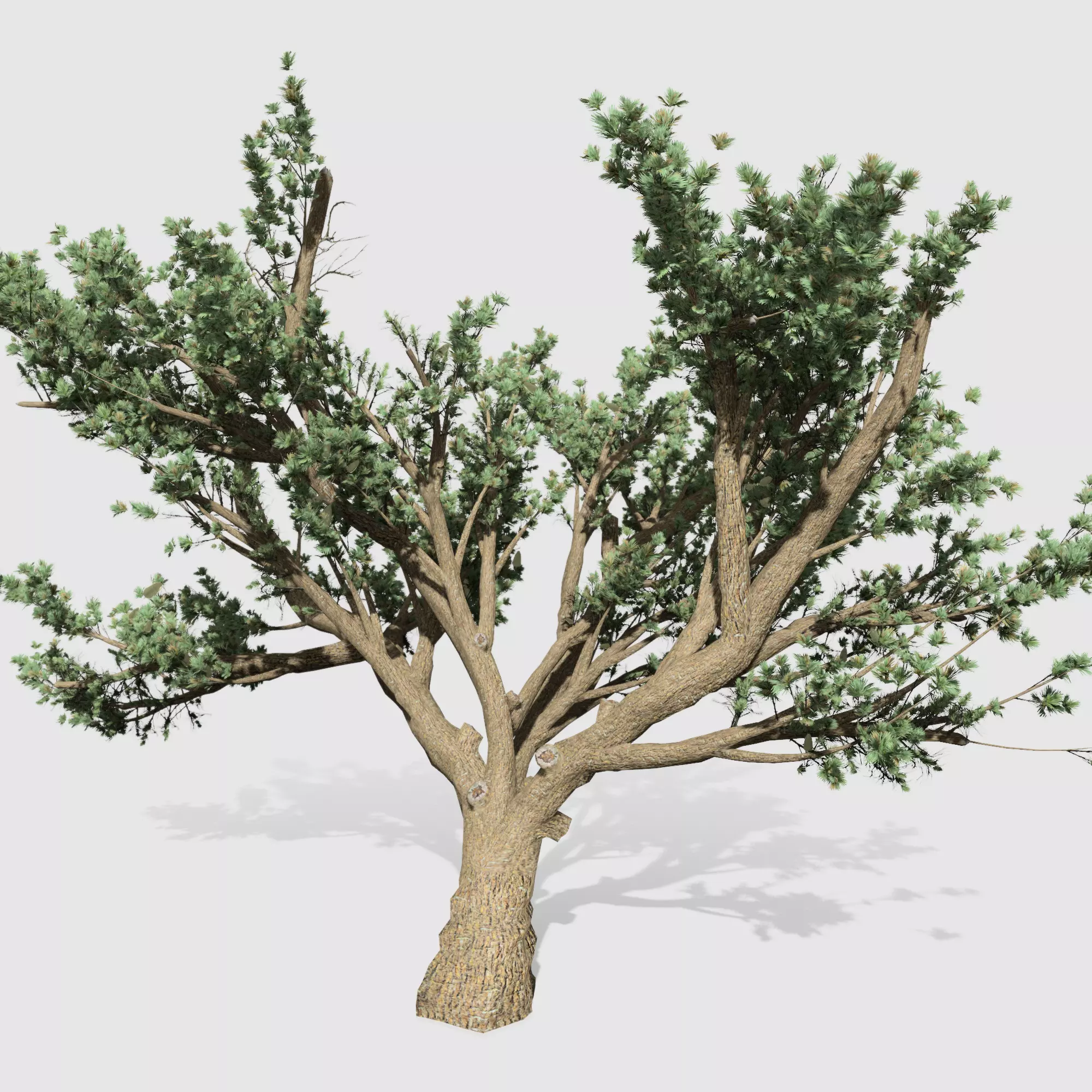 Cedar OfLebanon tree collection 9 trees Models in the scene Low-poly 3D model_0