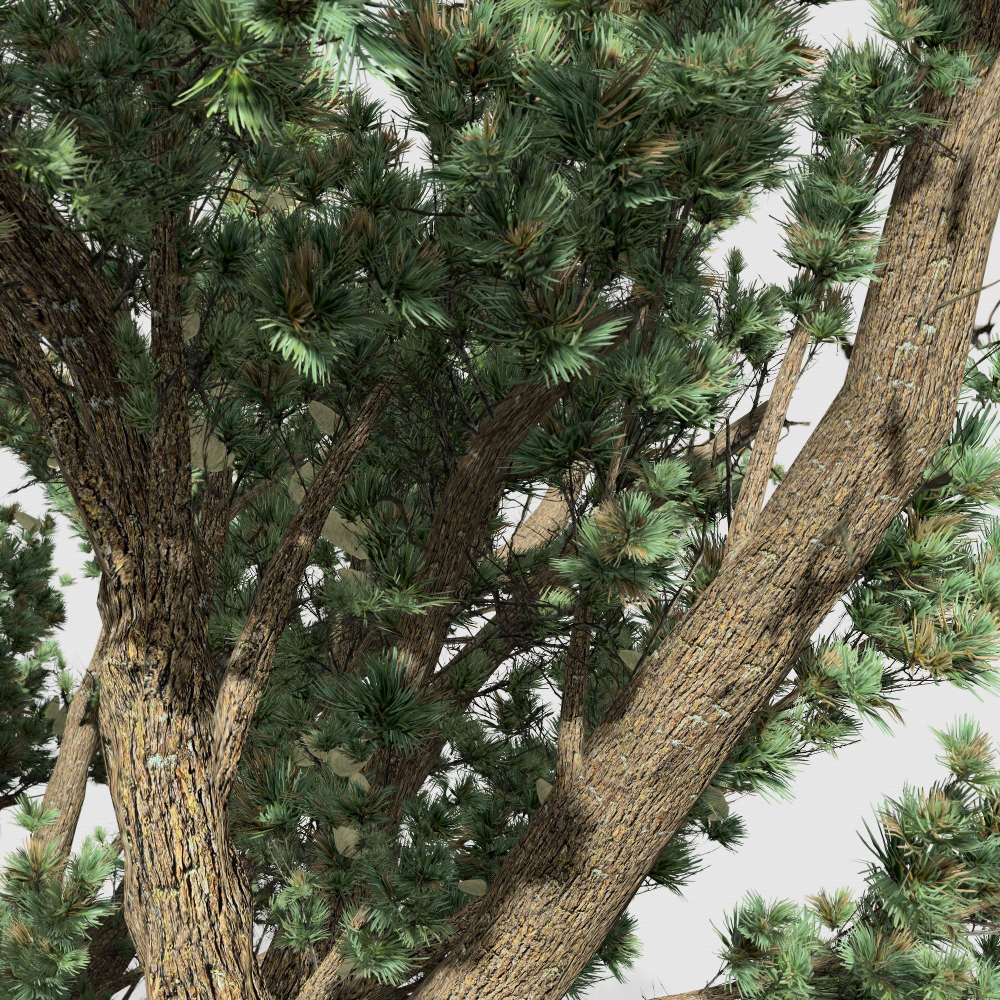 Cedar OfLebanon tree collection 9 trees Models in the scene Low-poly 3D model_11
