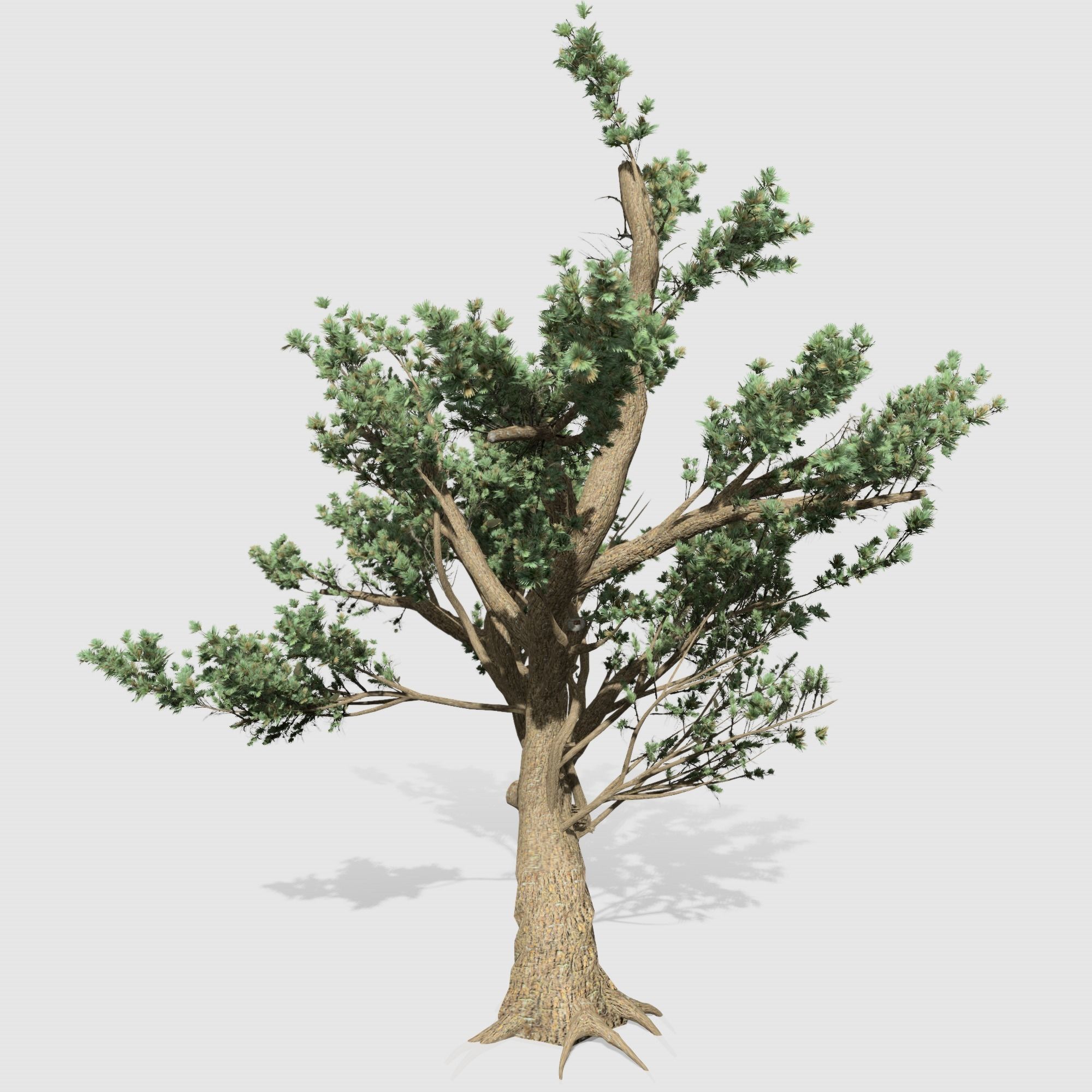 Cedar OfLebanon tree collection 9 trees Models in the scene Low-poly 3D model_3