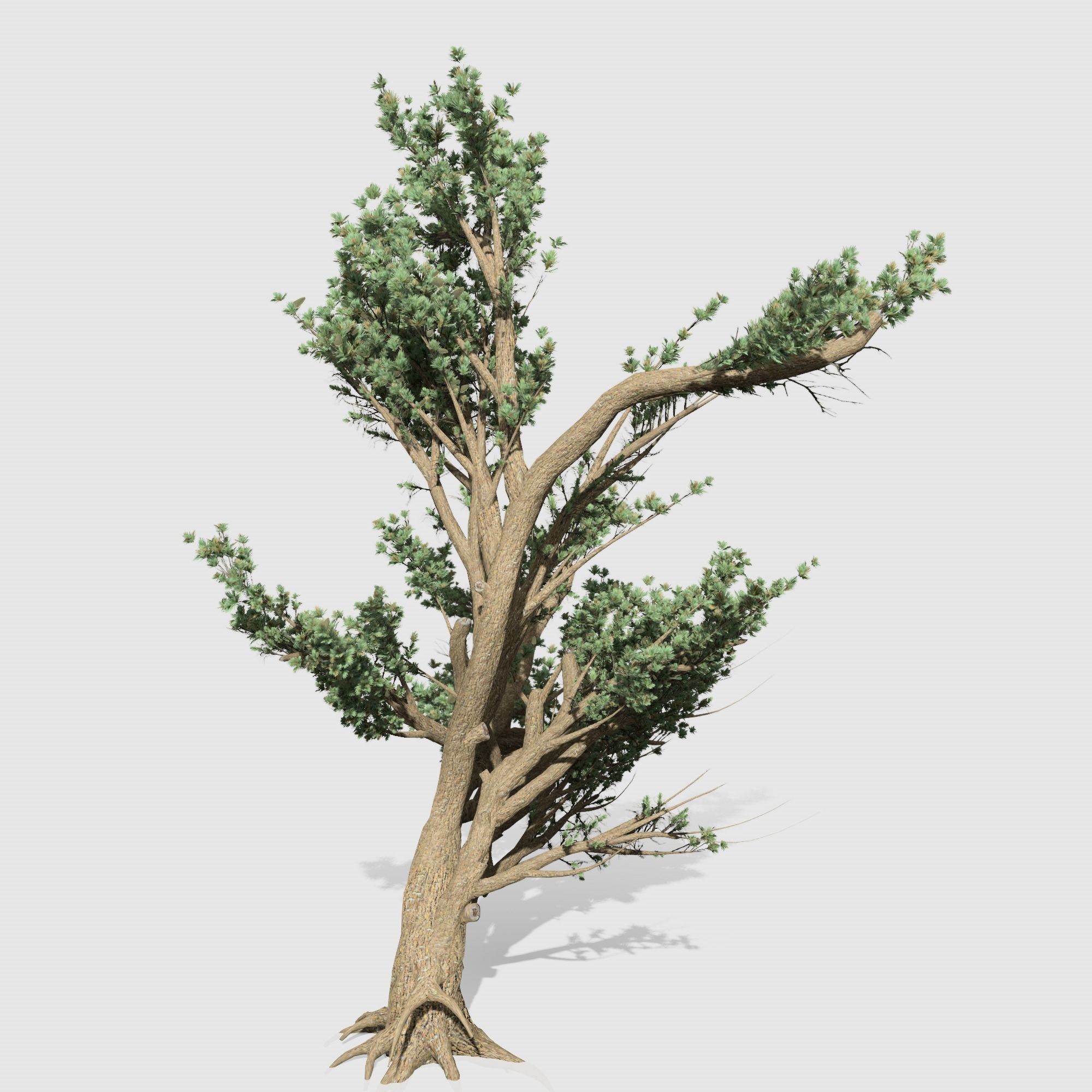 Cedar OfLebanon tree collection 9 trees Models in the scene Low-poly 3D model_1
