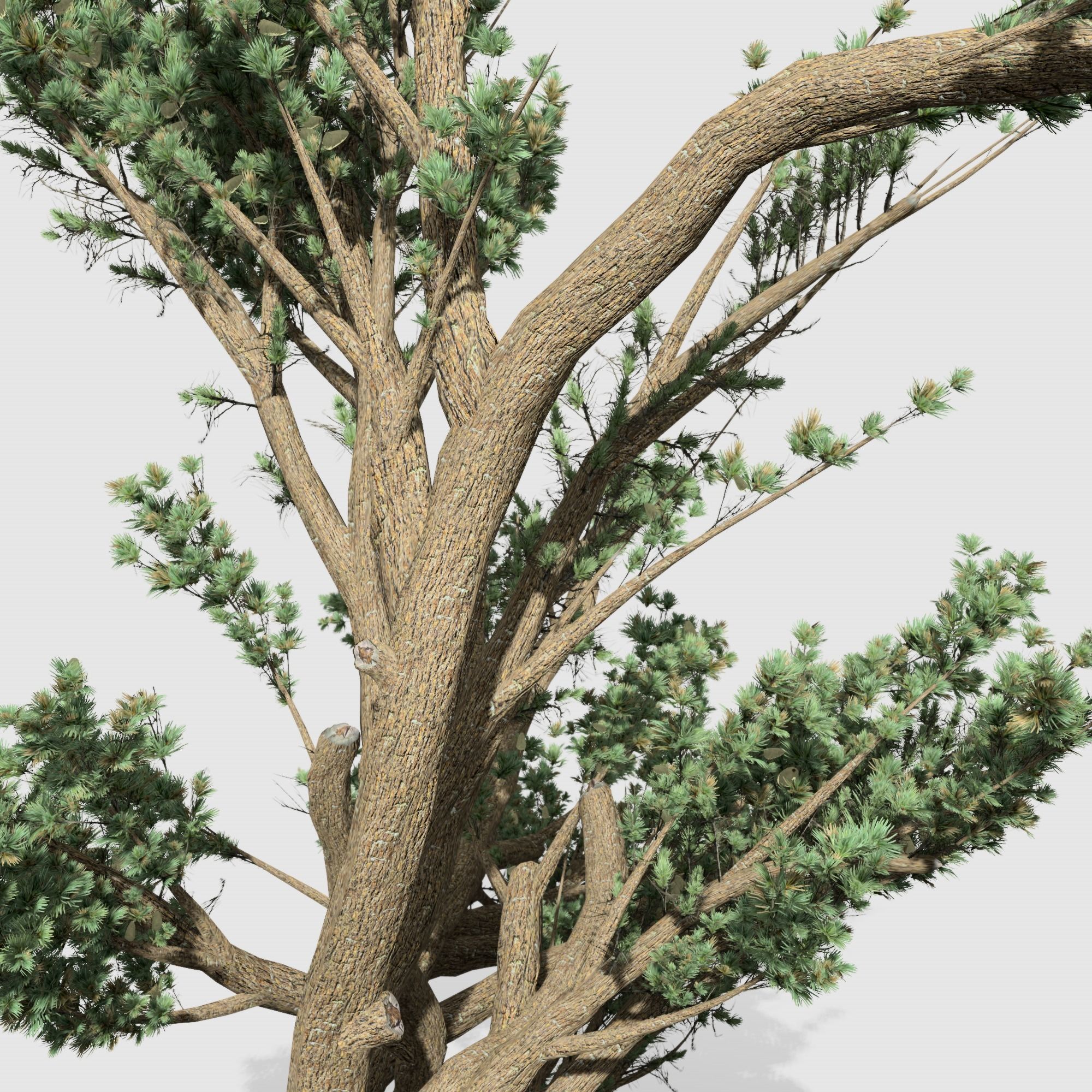 Cedar OfLebanon tree collection 9 trees Models in the scene Low-poly 3D model_6