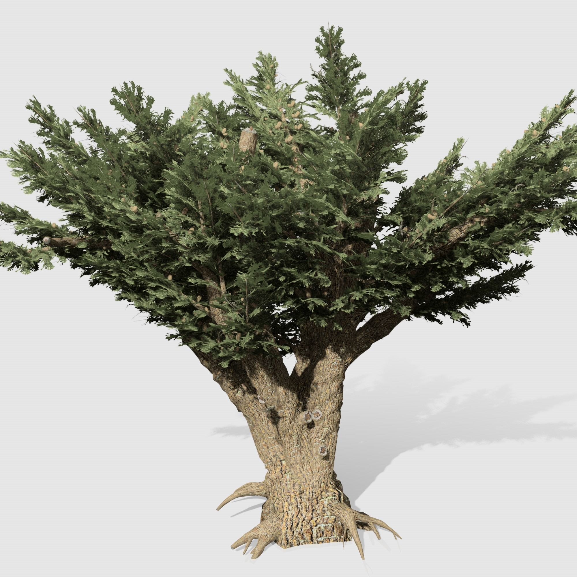Cedar OfLebanon tree collection 9 trees Models in the scene Low-poly 3D model_10
