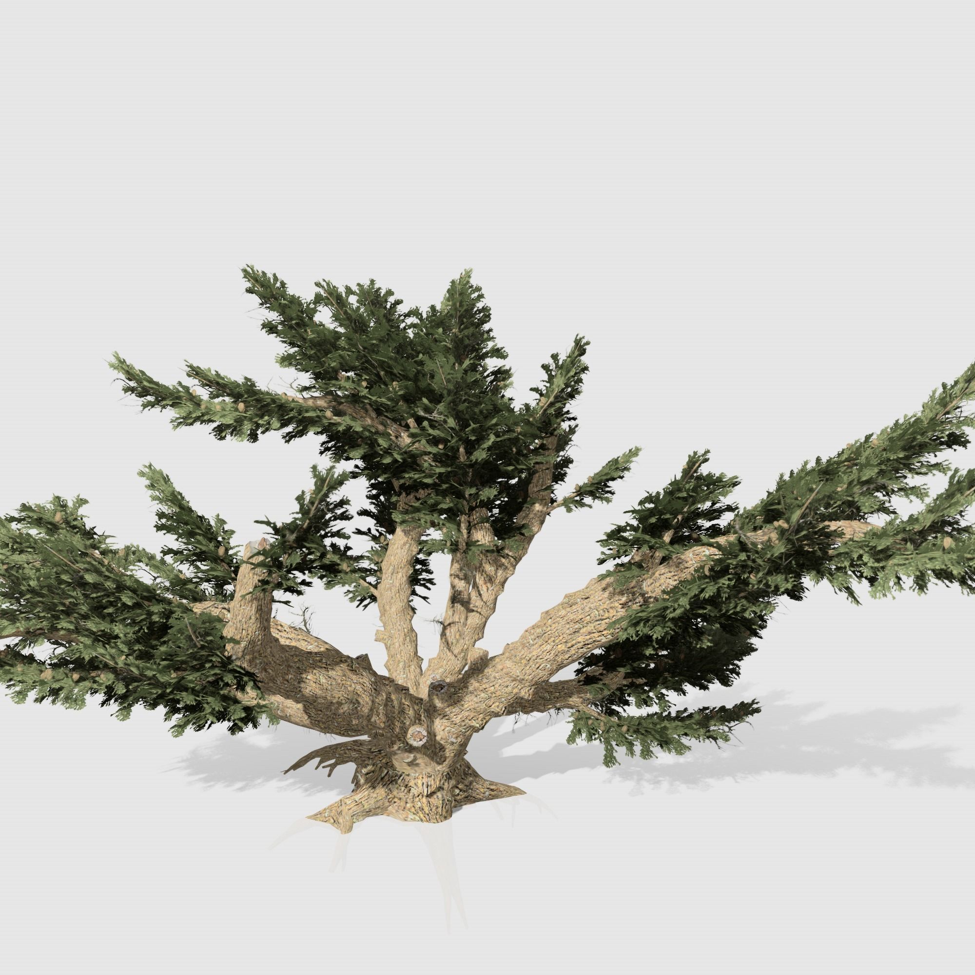 Cedar OfLebanon tree collection 9 trees Models in the scene Low-poly 3D model_7
