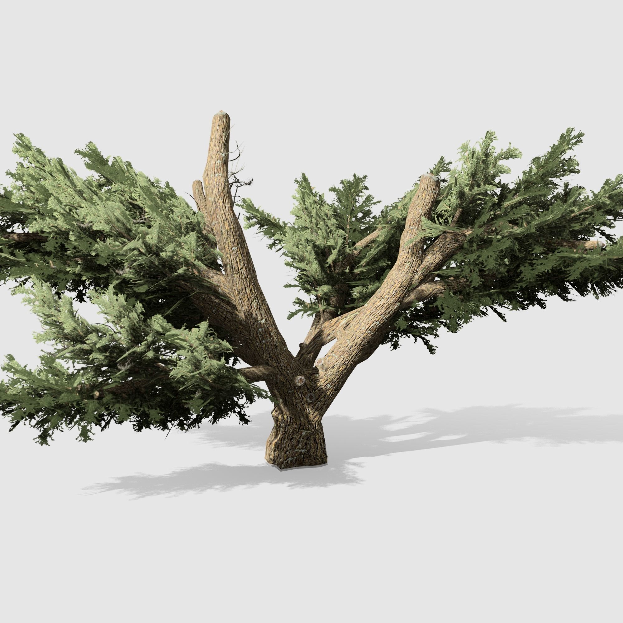 Cedar OfLebanon tree collection 9 trees Models in the scene Low-poly 3D model_13