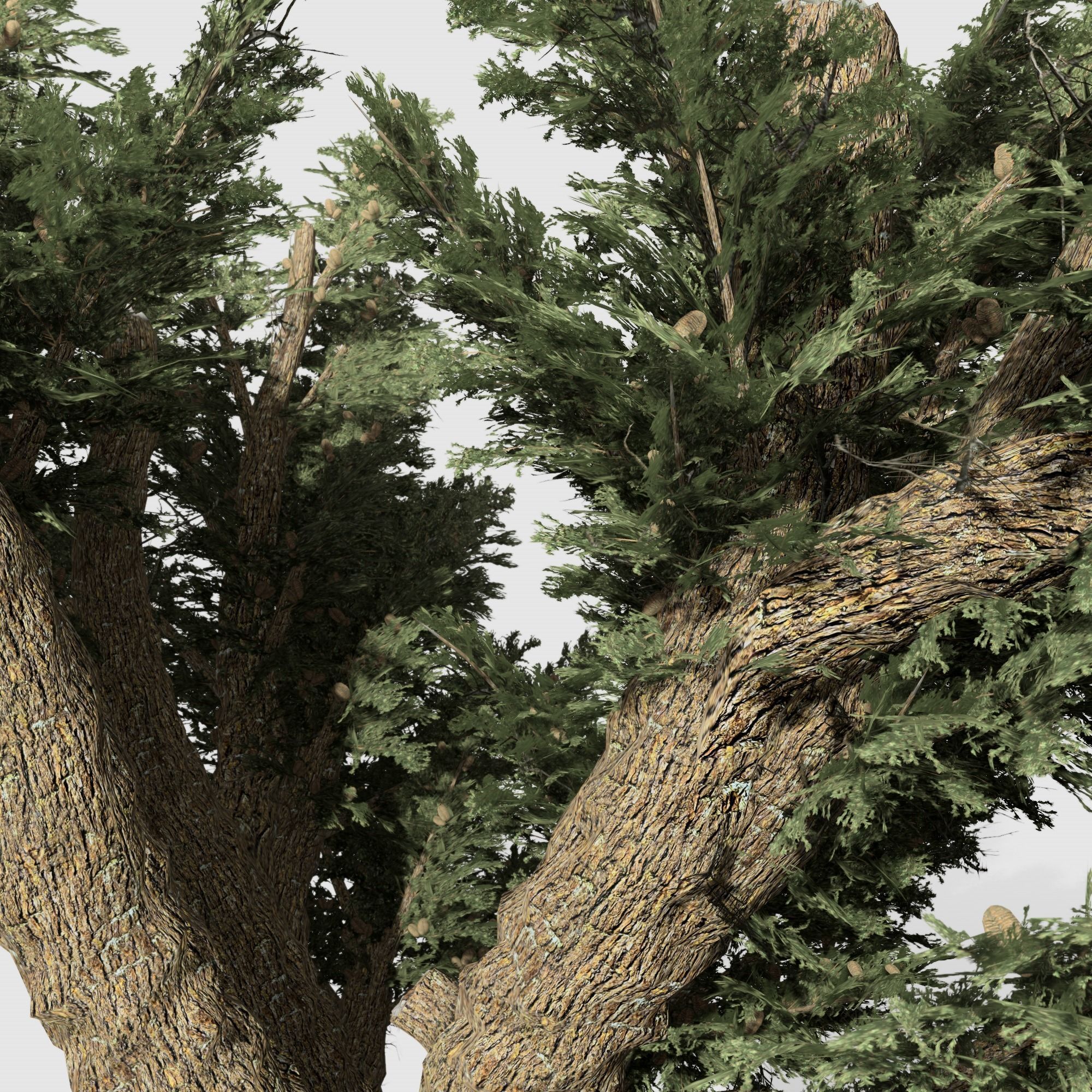 Cedar OfLebanon tree collection 9 trees Models in the scene Low-poly 3D model_16