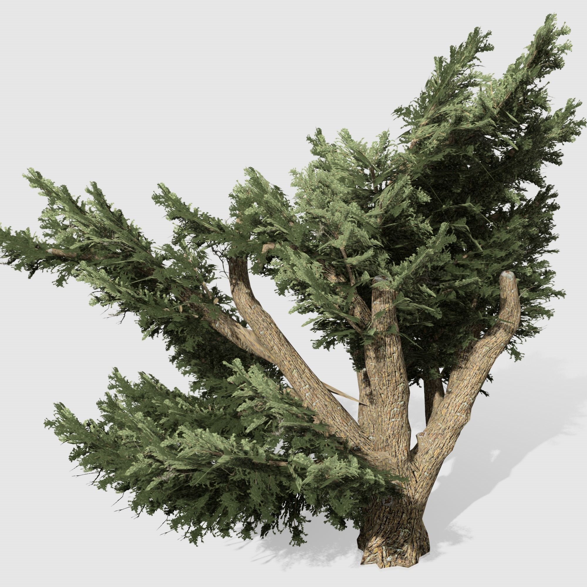 Cedar OfLebanon tree collection 9 trees Models in the scene Low-poly 3D model_15