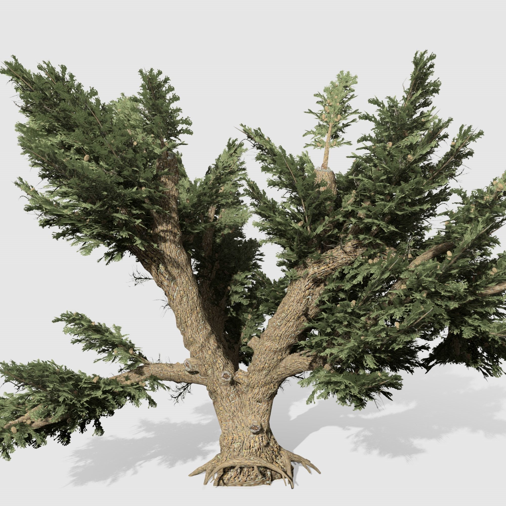 Cedar OfLebanon tree collection 9 trees Models in the scene Low-poly 3D model_12