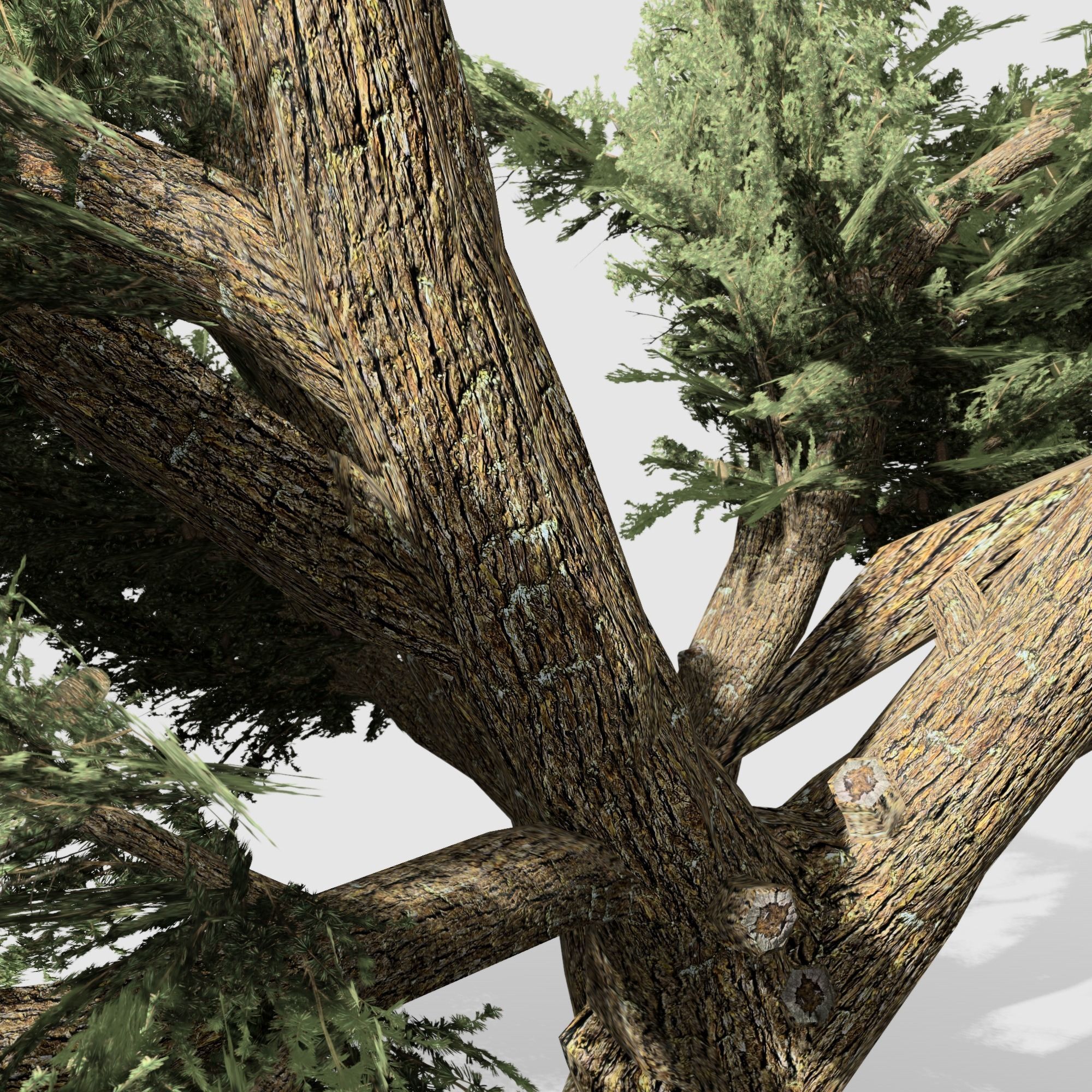 Cedar OfLebanon tree collection 9 trees Models in the scene Low-poly 3D model_17