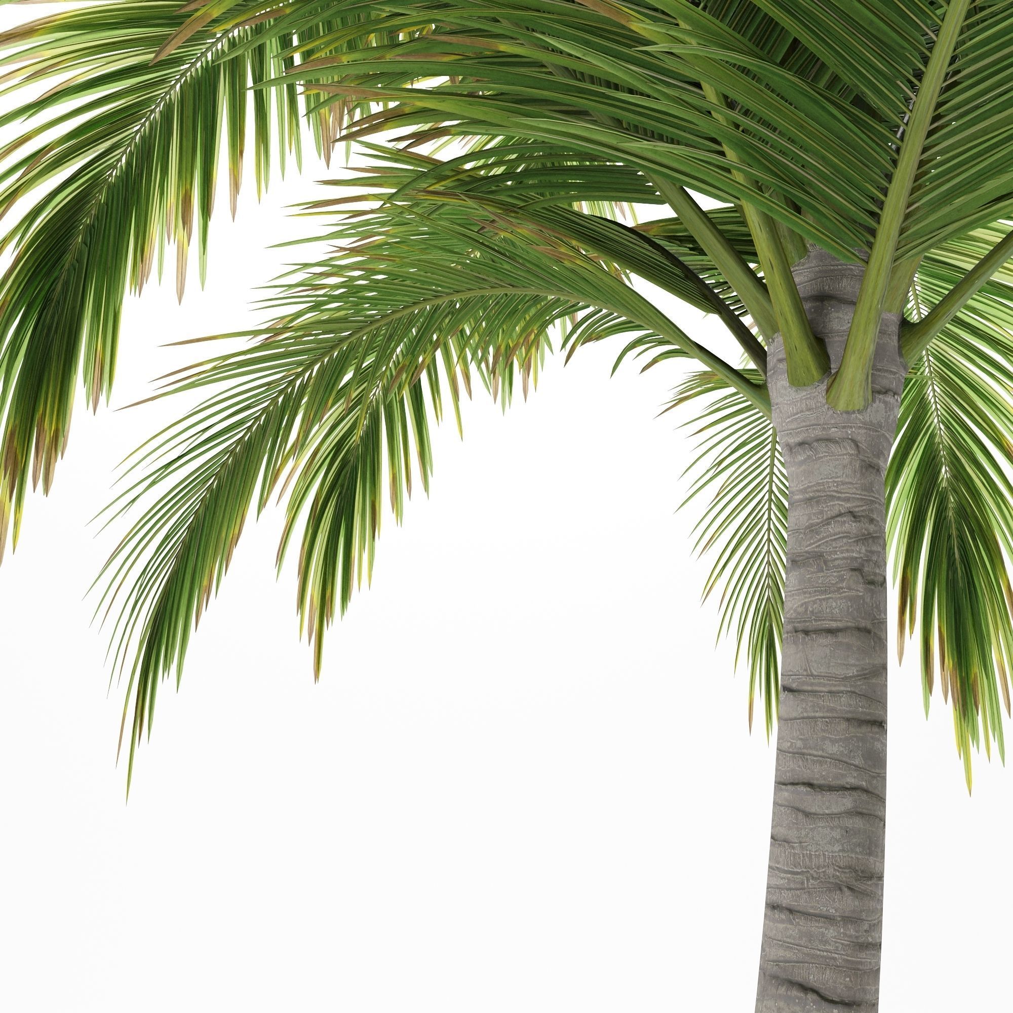 Palm Coconut Tree 03 3D model_1