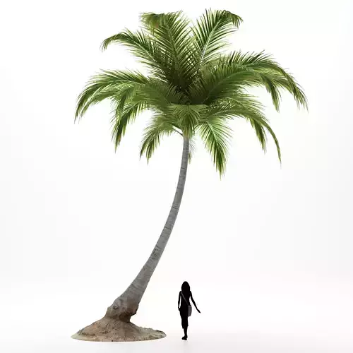 Palm Coconut Tree 03 3D model