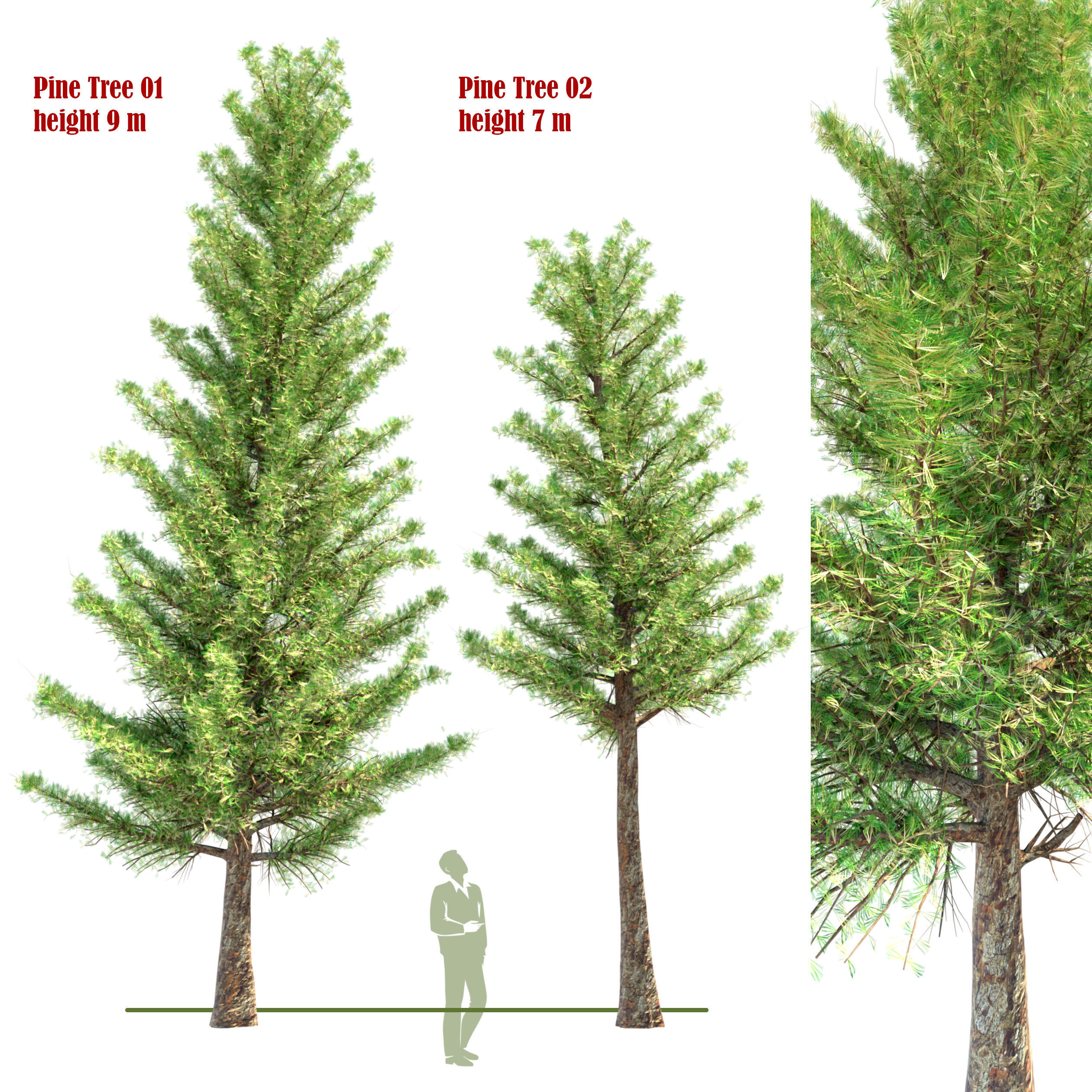 Pine Tree set 01 3D model_1