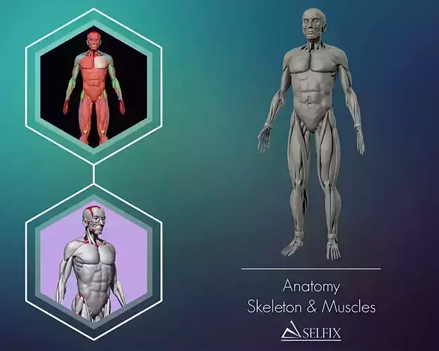 Anatomy Skeleton and Muscles 3D Model Low-poly 3D model