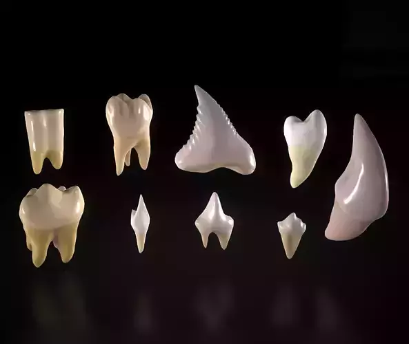 Great Teeth Pack Low-poly 3D model