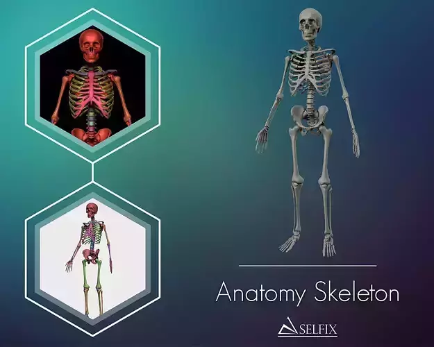 Anatomy Skeleton 3D Model Low-poly 3D model