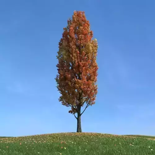 Autumn Tree