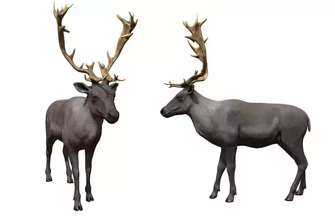 Reindeer  Low-poly 3D model