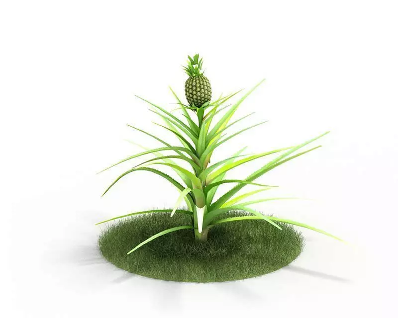 Pineapple Plant 3D model