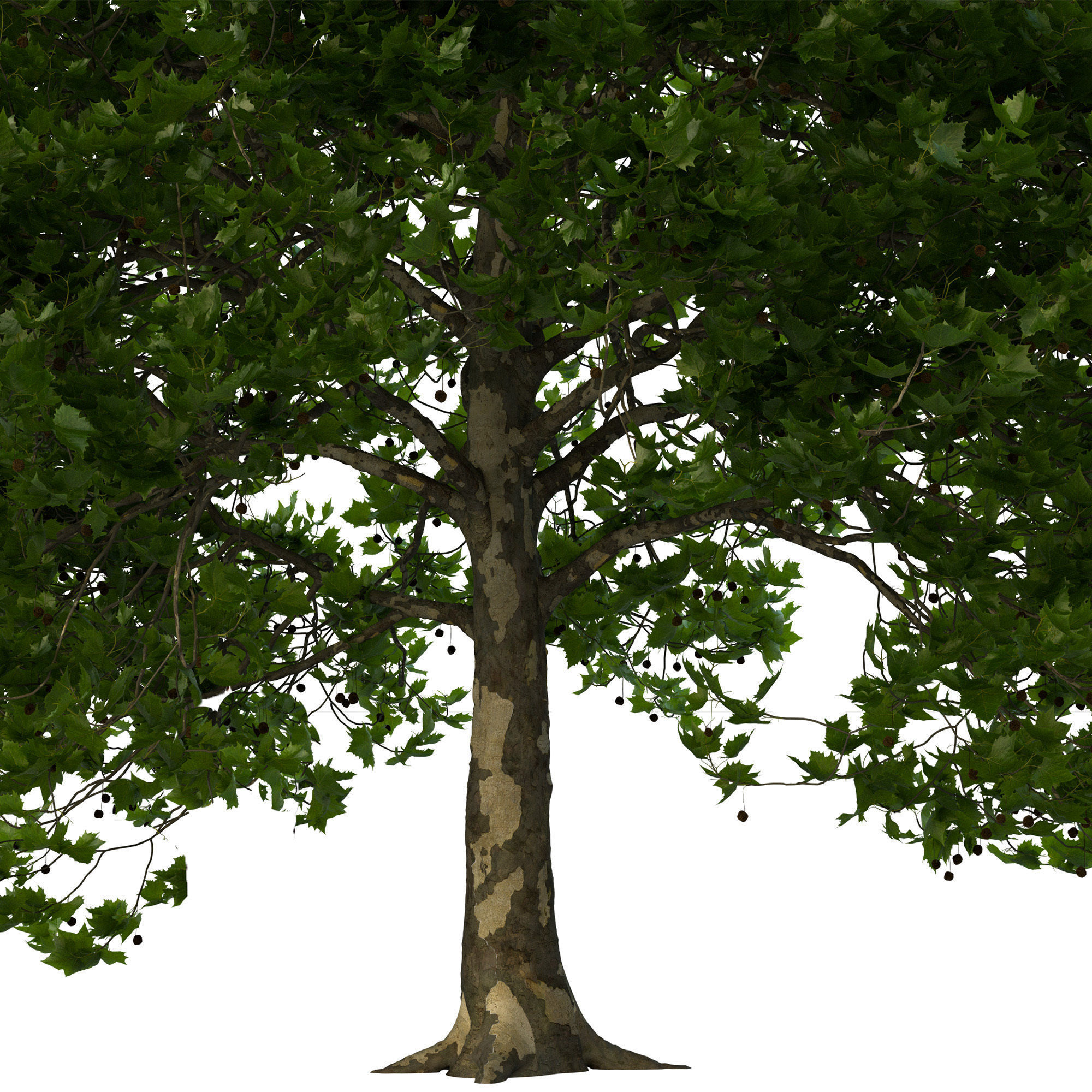 Platanus x hispanica 301SU V2 3D model_8