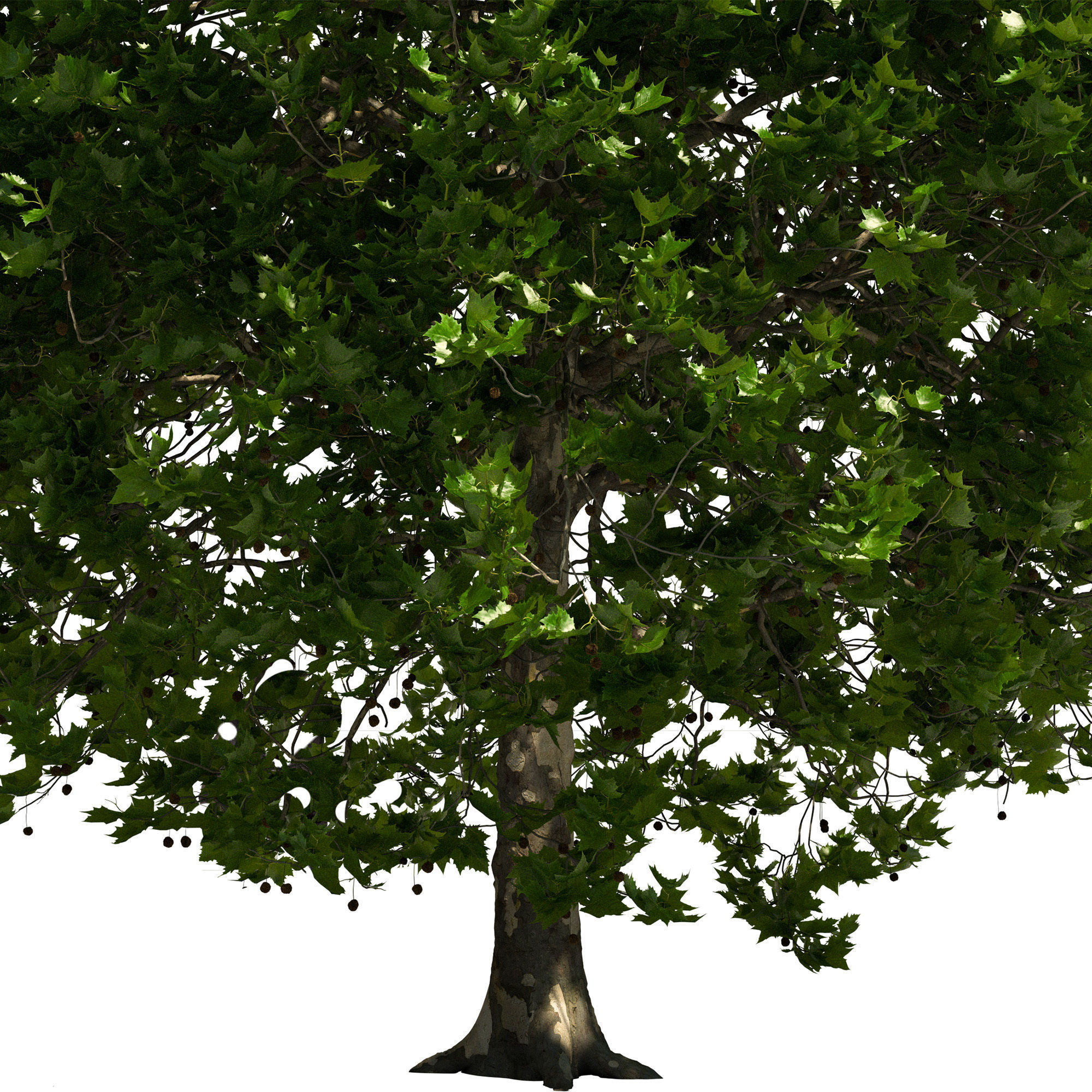 Platanus x hispanica 301SU V2 3D model_5