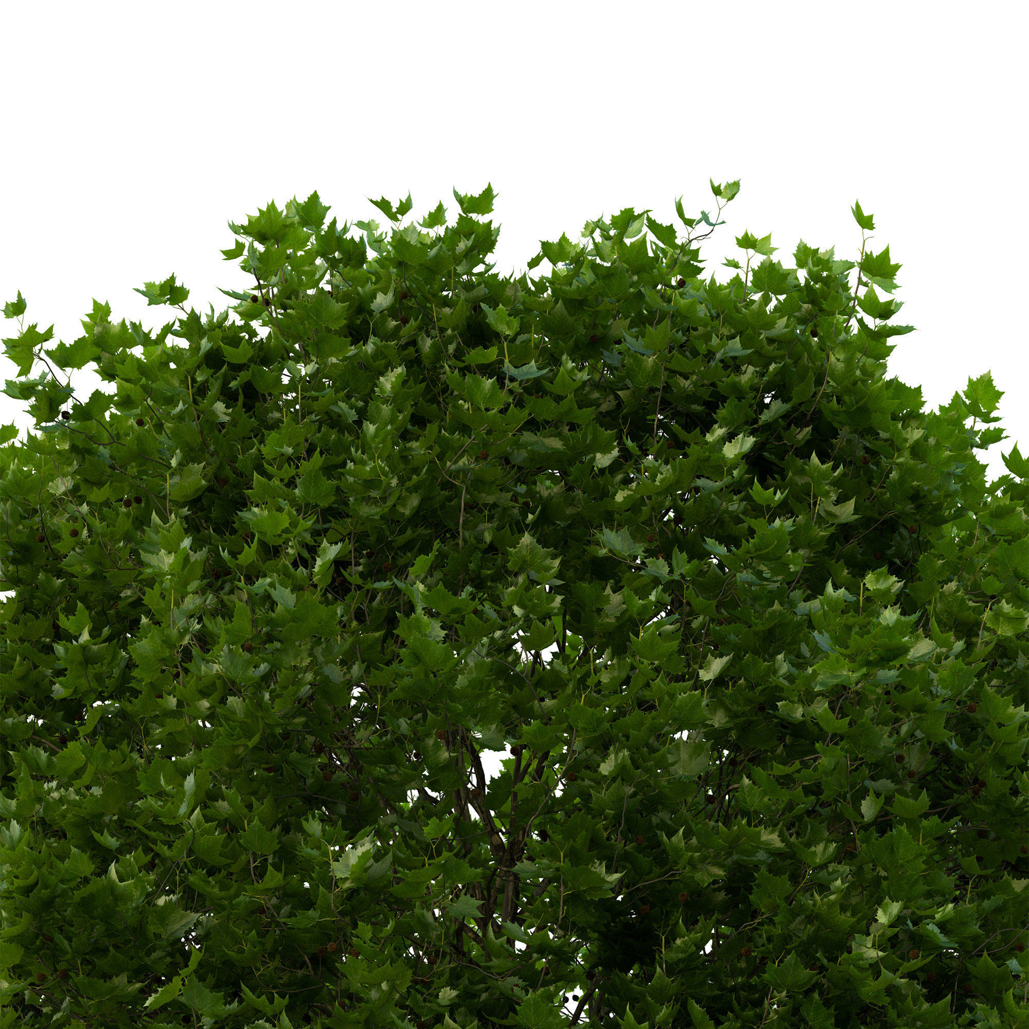 Platanus x hispanica 301SU V2 3D model_10