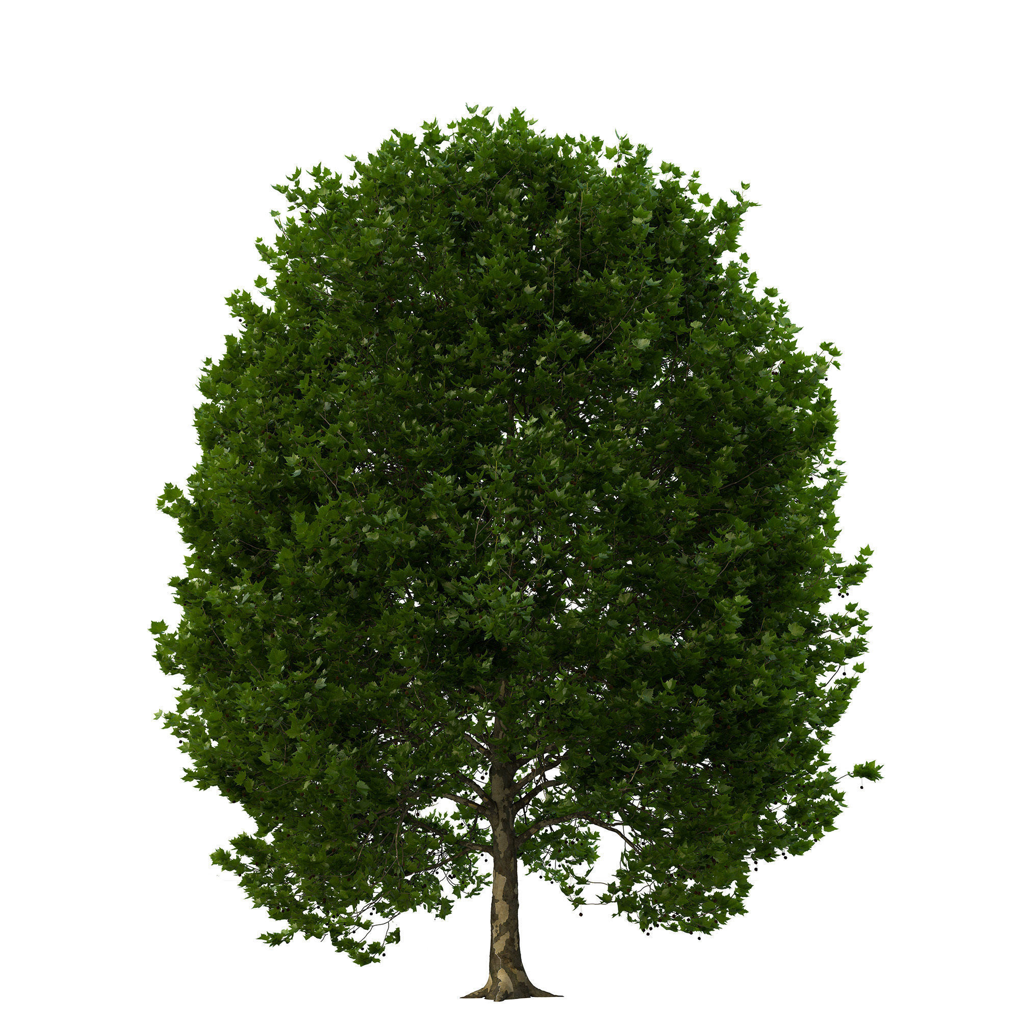 Platanus x hispanica 301SU V2 3D model_6