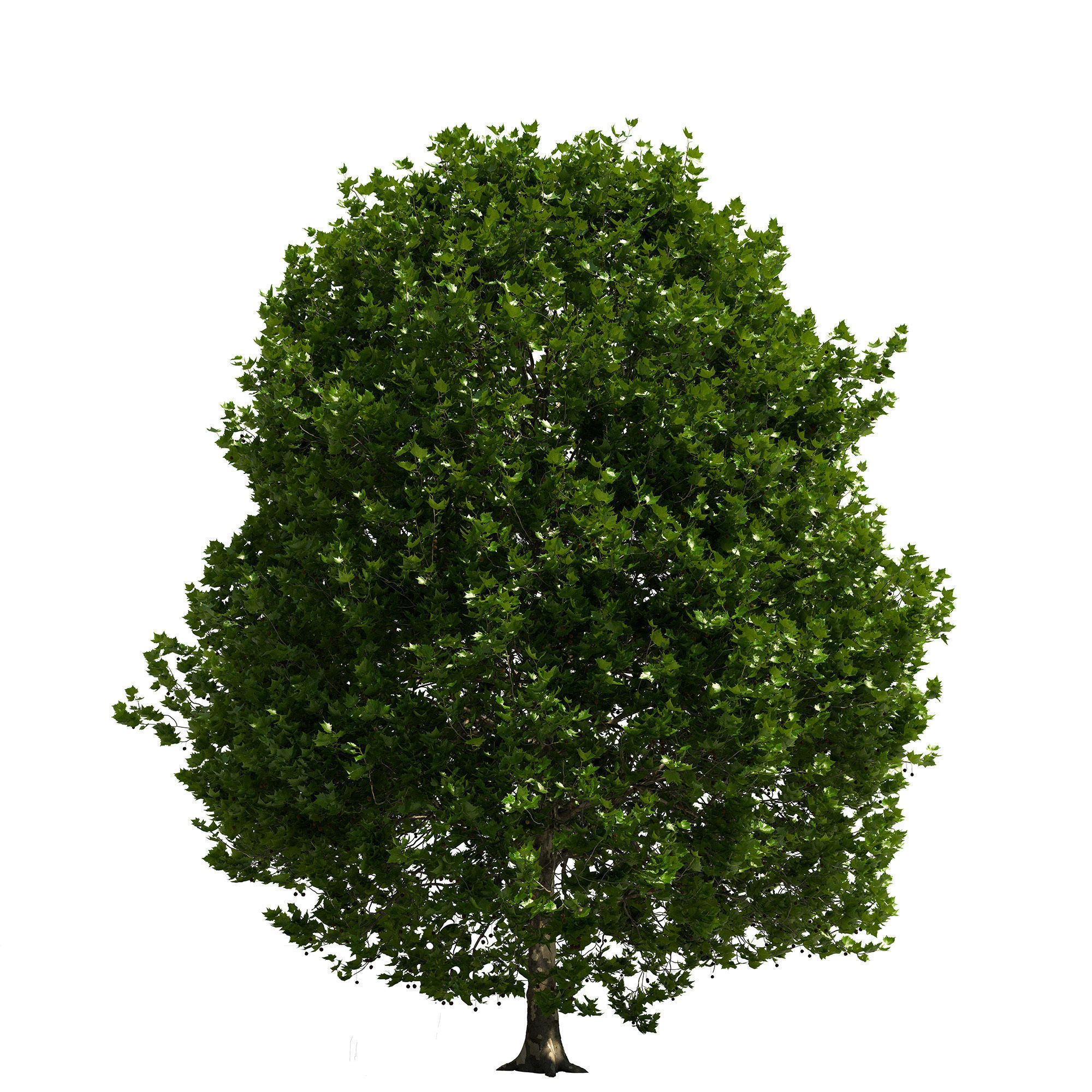 Platanus x hispanica 301SU V2 3D model_3