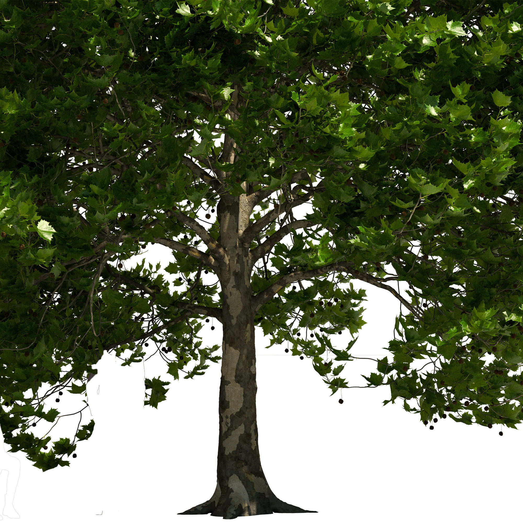 Platanus x hispanica 301SU V2 3D model_2