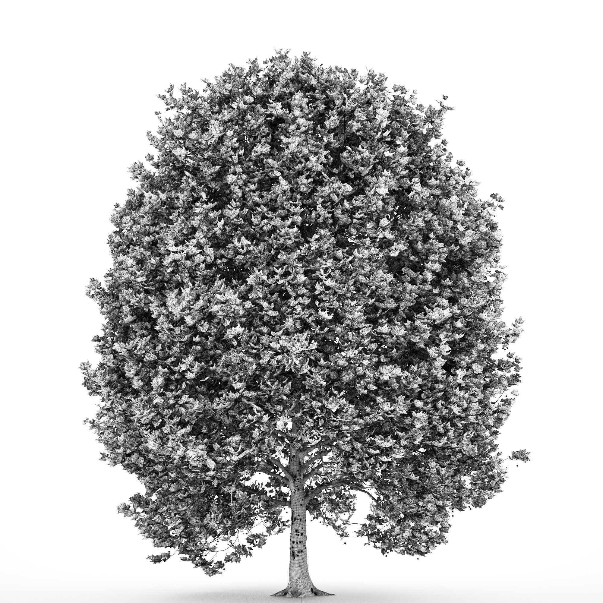 Platanus x hispanica 301SU V2 3D model_12