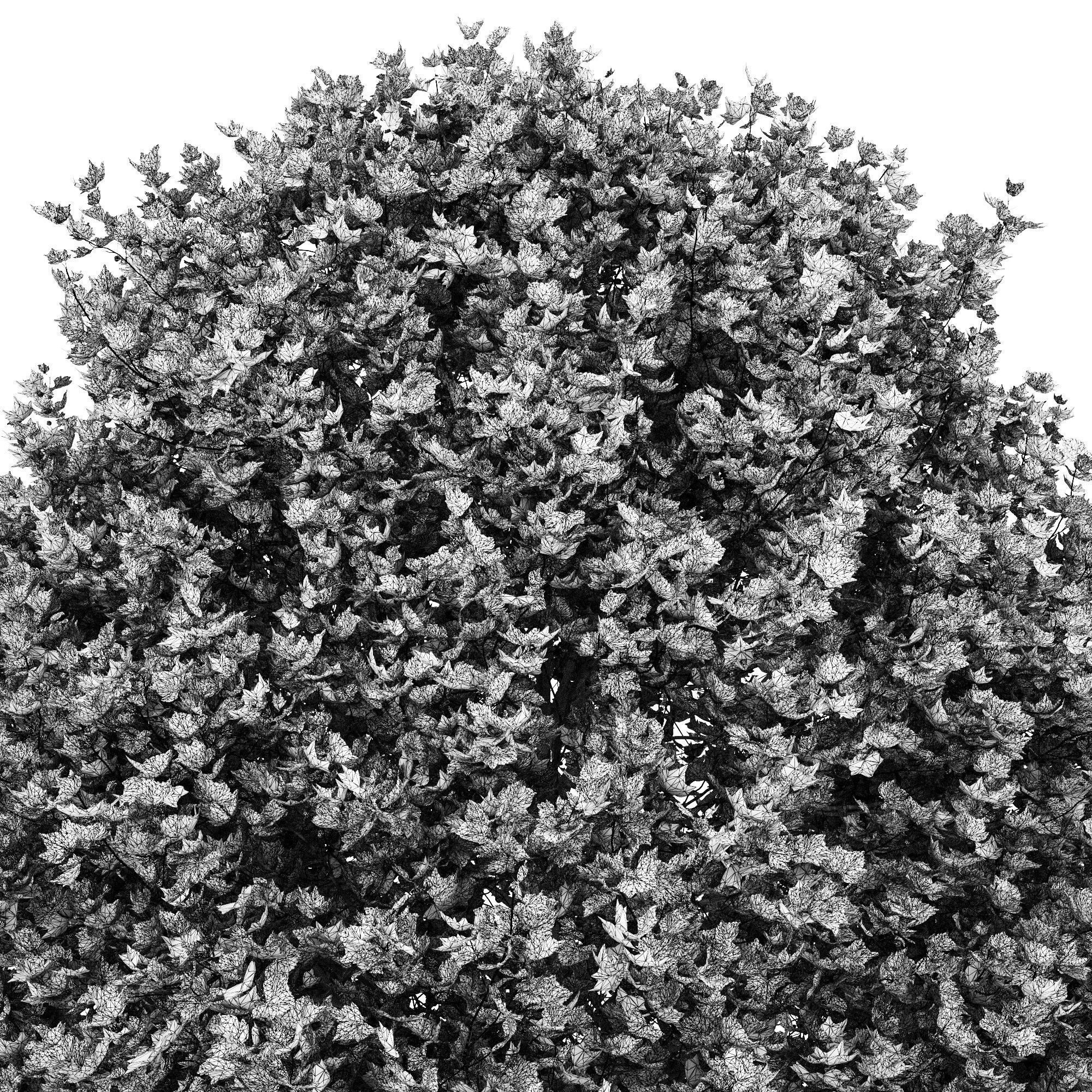 Platanus x hispanica 301SU V2 3D model_13