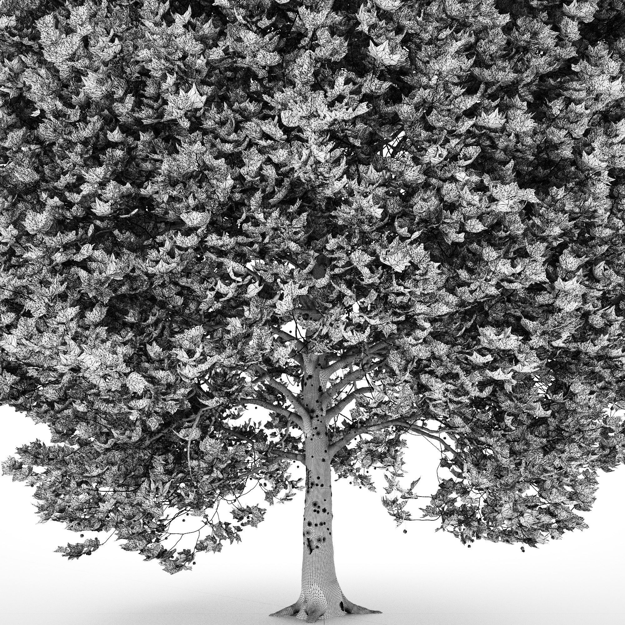 Platanus x hispanica 301SU V2 3D model_14