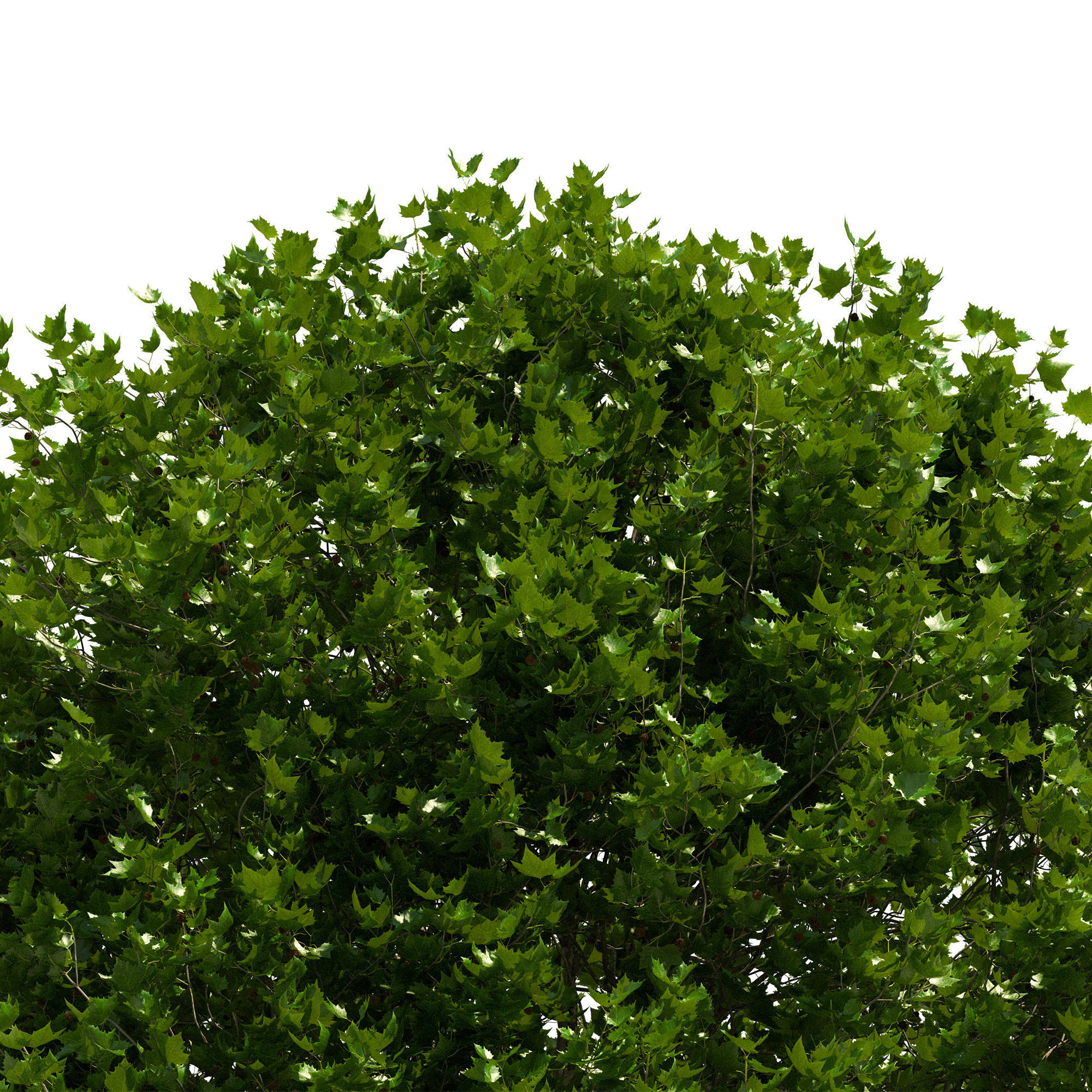 Platanus x hispanica 301SU V2 3D model_1