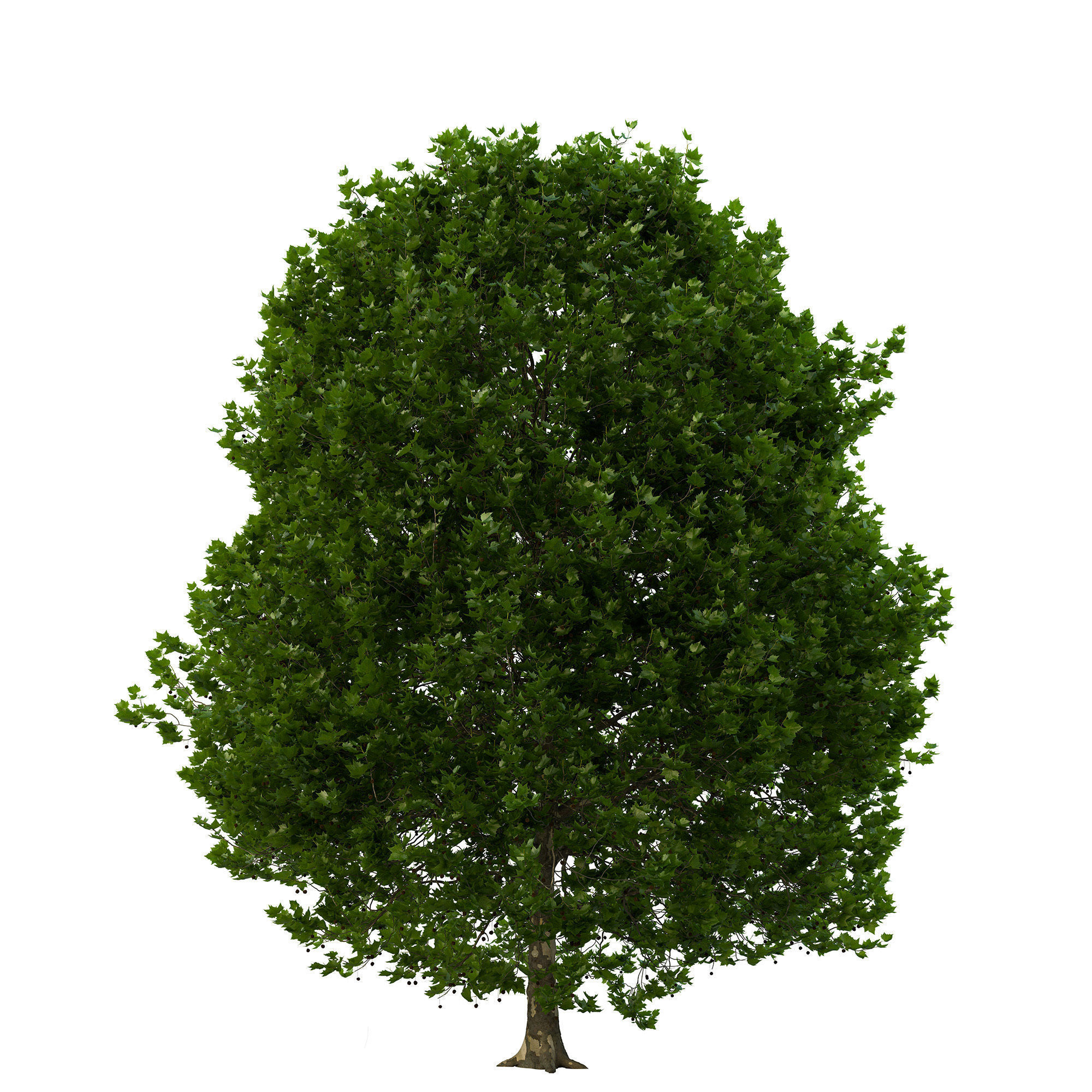 Platanus x hispanica 301SU V2 3D model_9