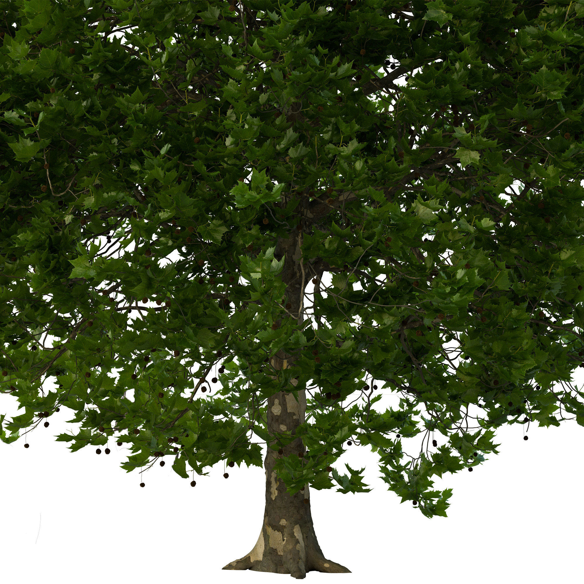 Platanus x hispanica 301SU V2 3D model_11
