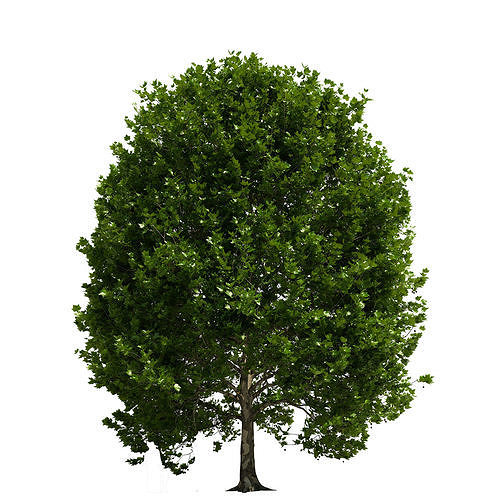 Platanus x hispanica 301SU V2 3D model