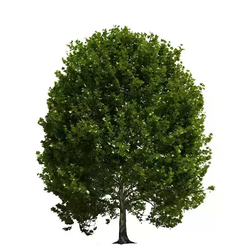 Platanus x hispanica 301SU V2 3D model