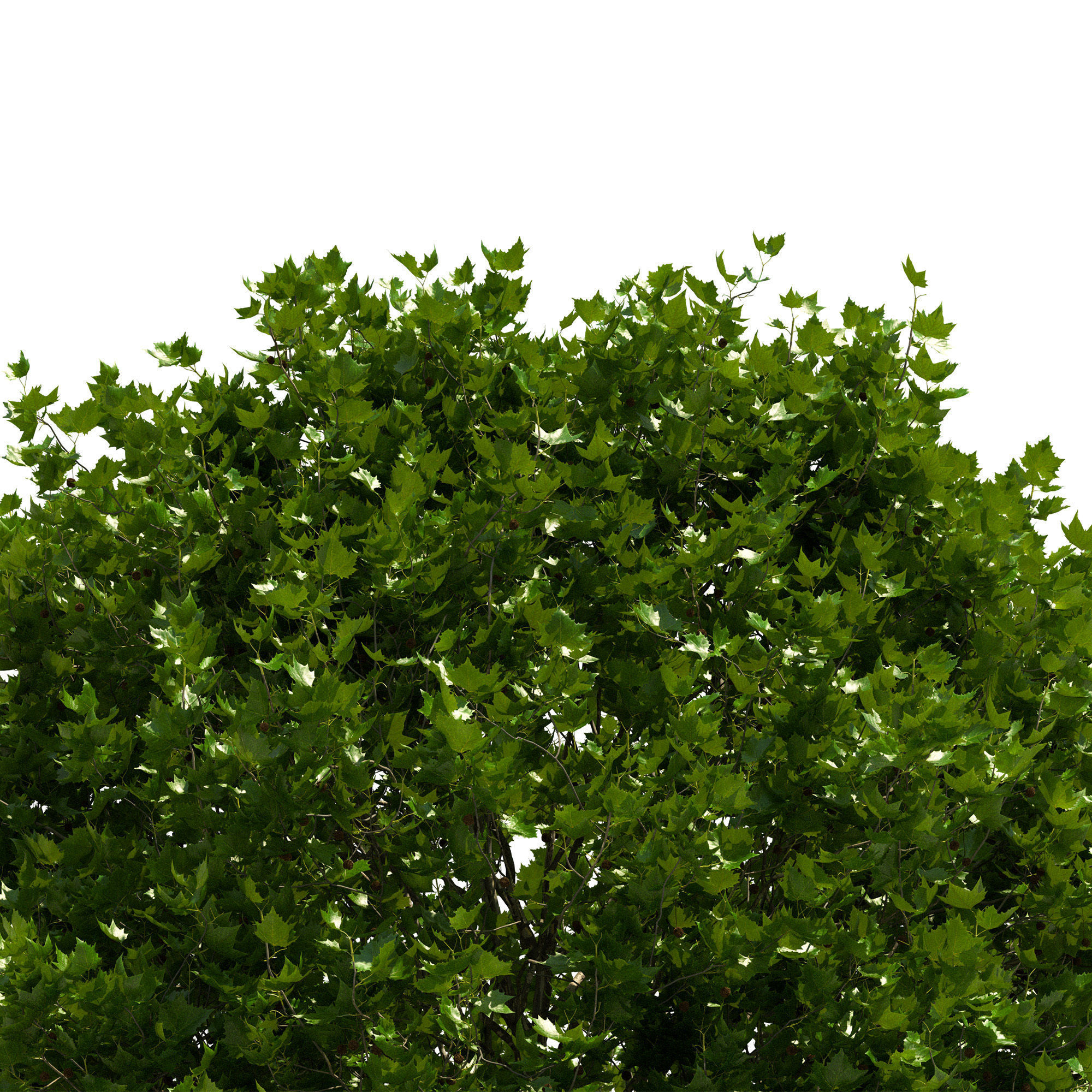 Platanus x hispanica 301SU V2 3D model_4