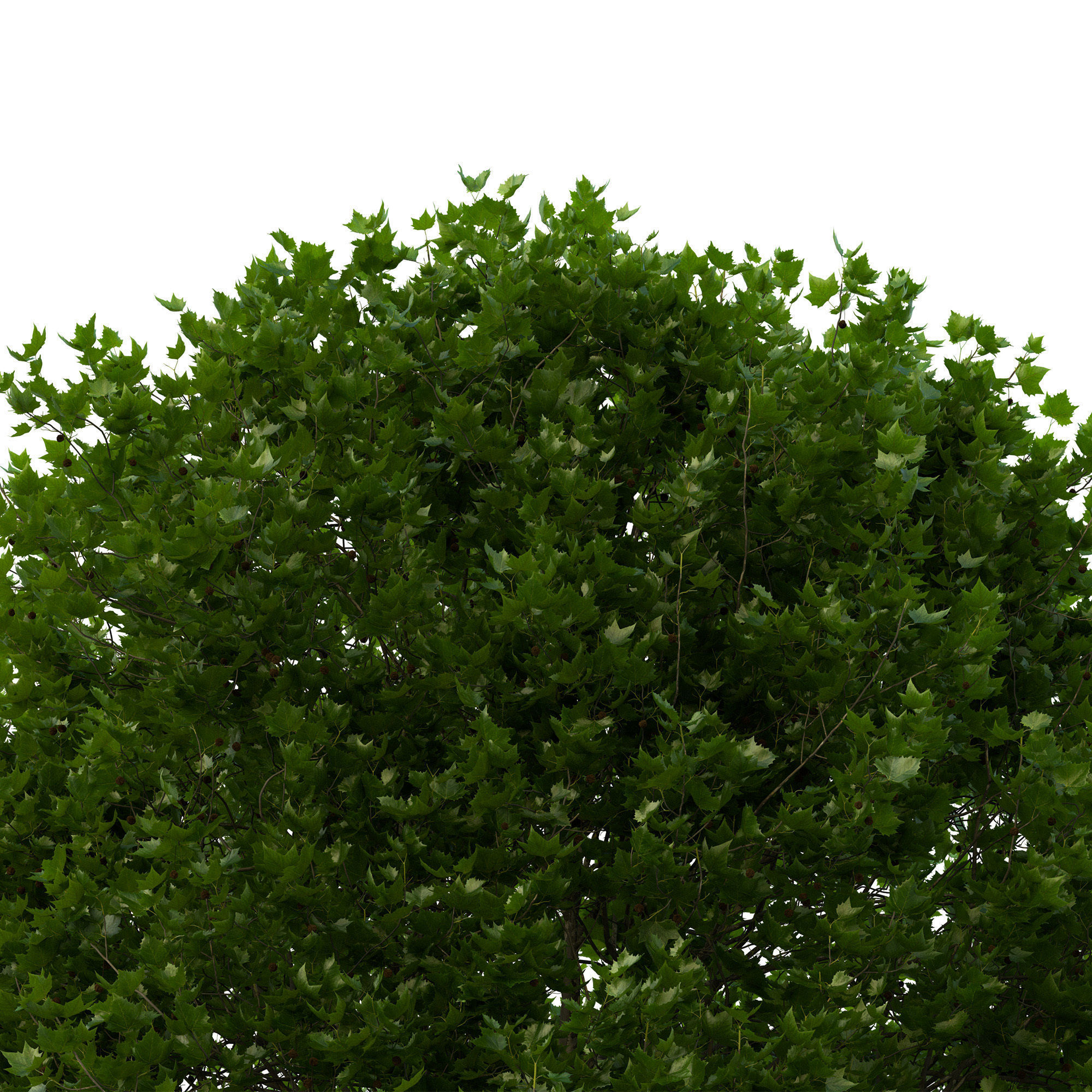 Platanus x hispanica 301SU V2 3D model_7