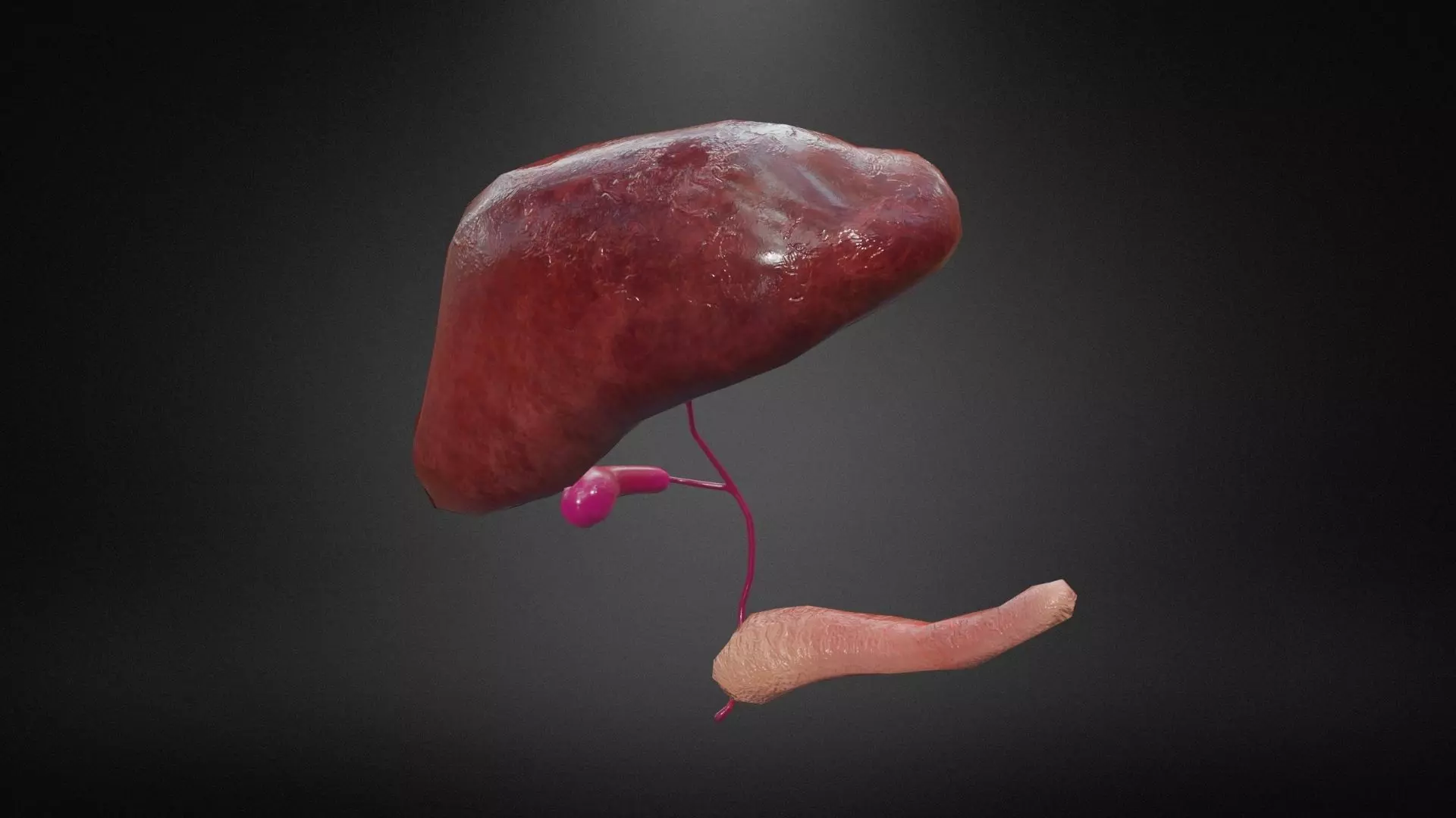 Hepatobiliary system Low-poly 3D model_0