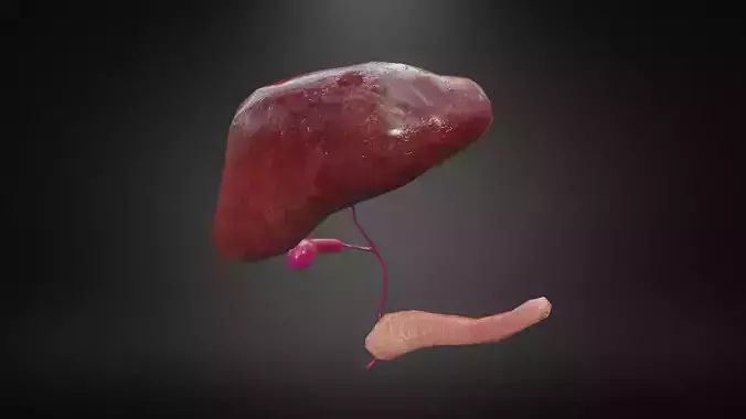 Hepatobiliary system Low-poly 3D model