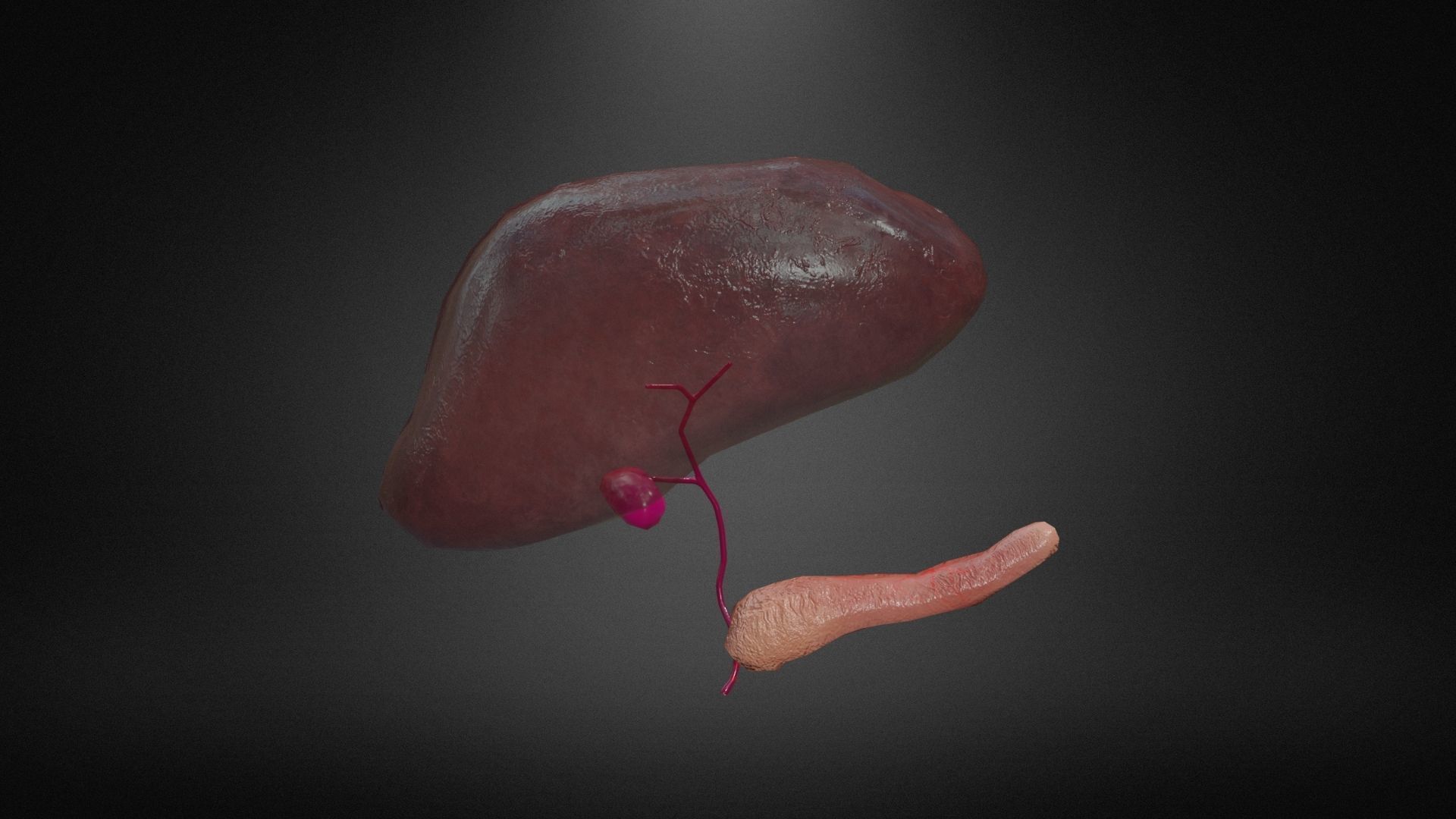 Hepatobiliary system Low-poly 3D model_5