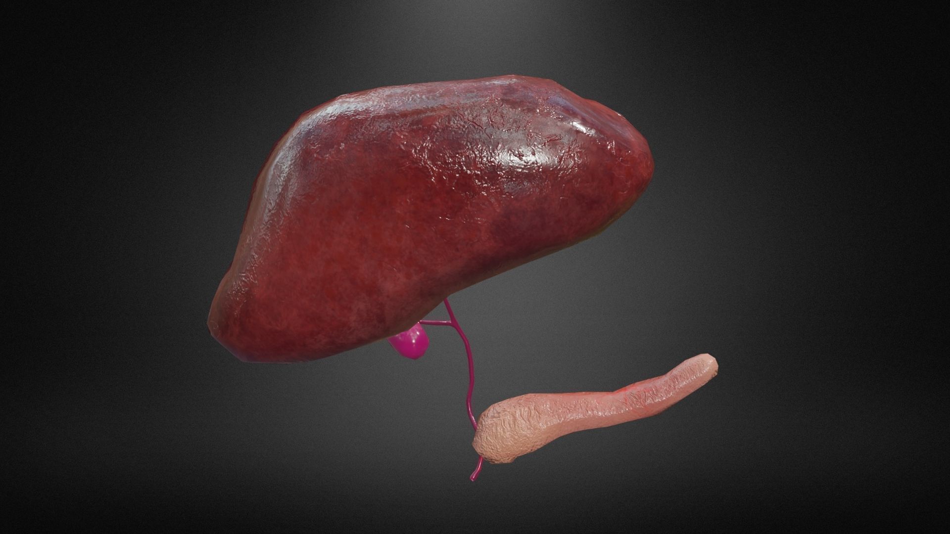 Hepatobiliary system Low-poly 3D model_1