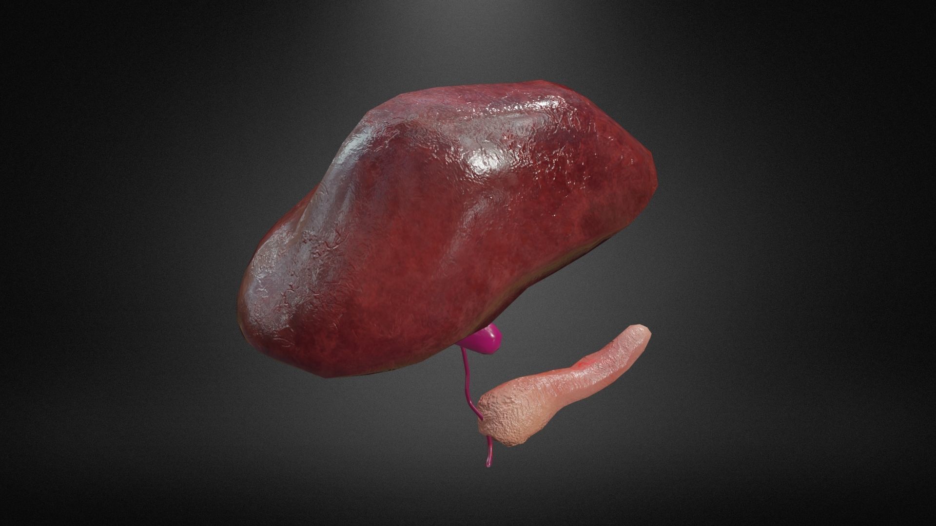 Hepatobiliary system Low-poly 3D model_2
