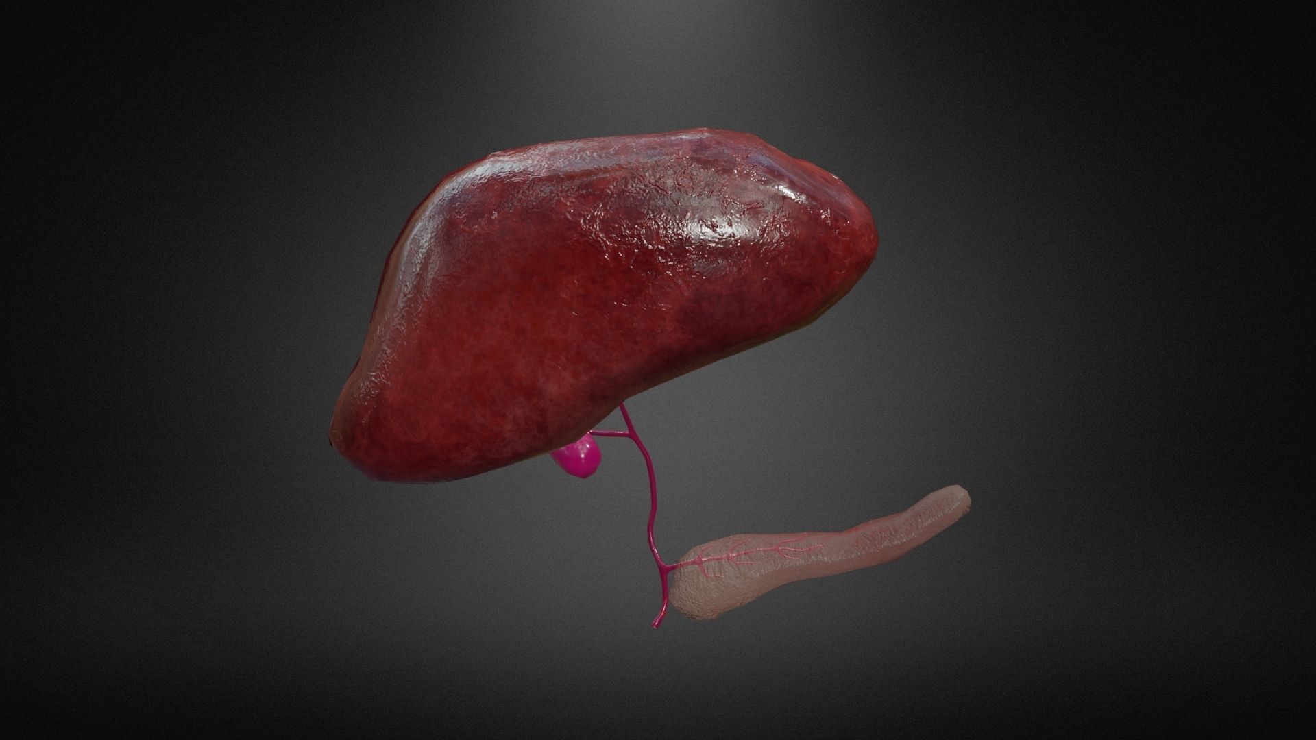 Hepatobiliary system Low-poly 3D model_6