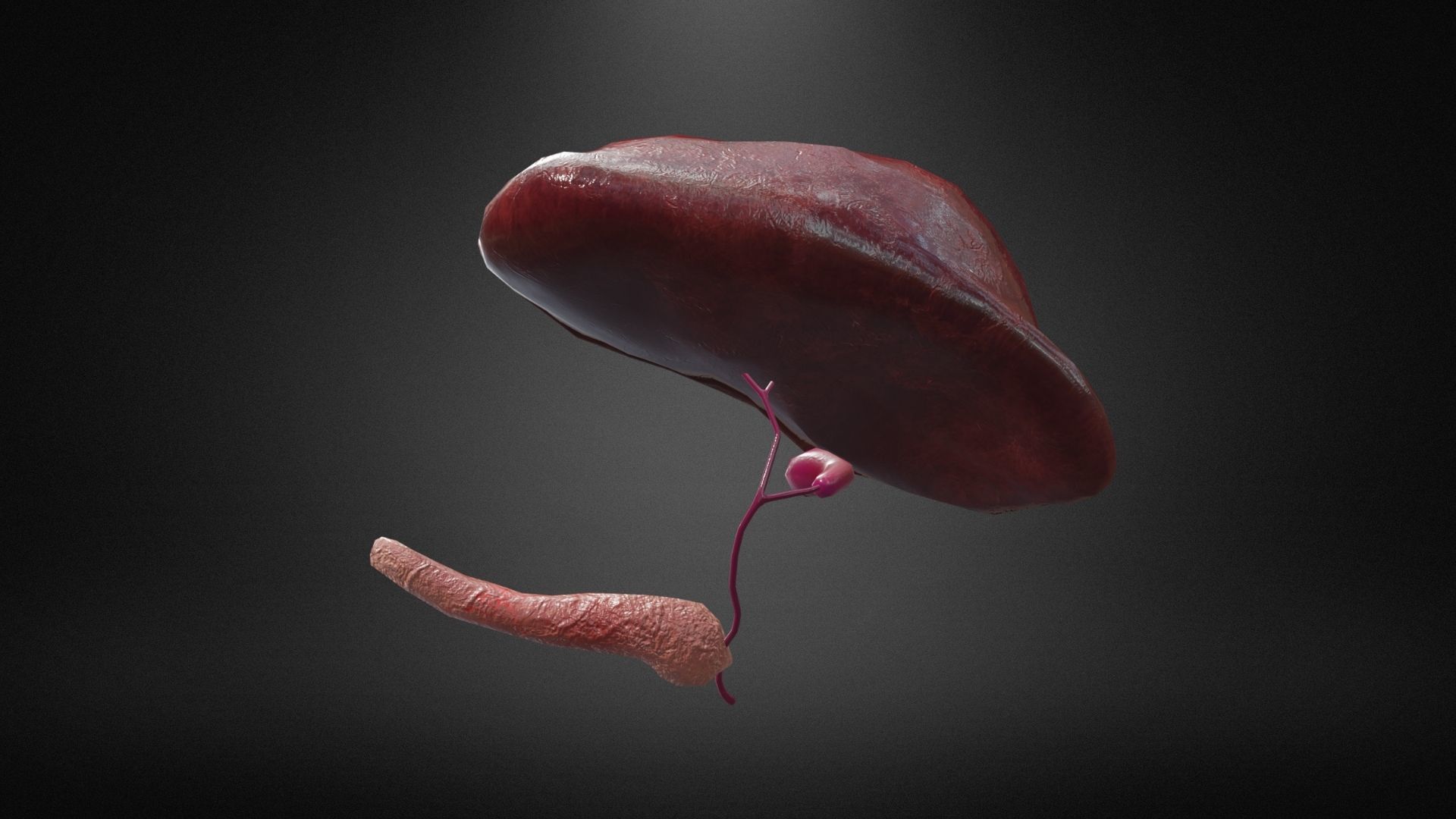 Hepatobiliary system Low-poly 3D model_3