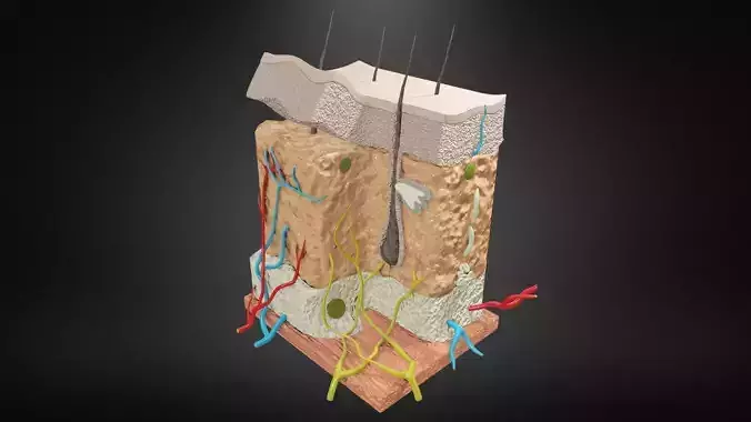 Skin anatomy Low-poly 3D model