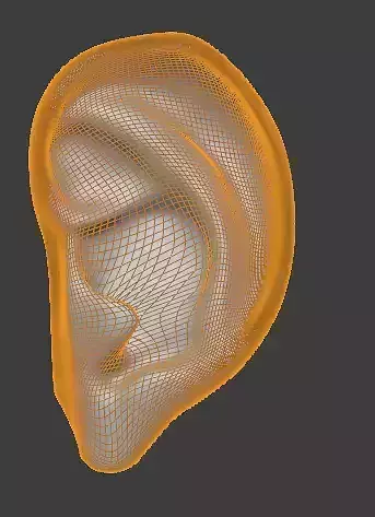 Human Ear