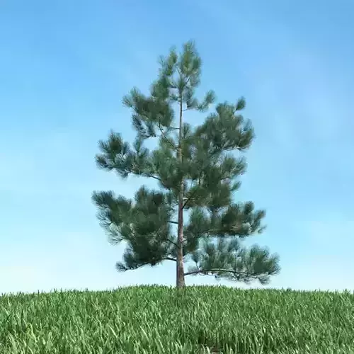 Conifer Tree 3D model