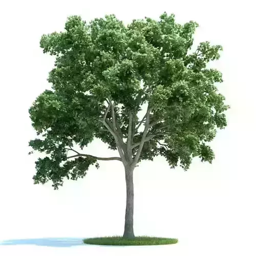 Lush Green Ulmus Tree 3D model